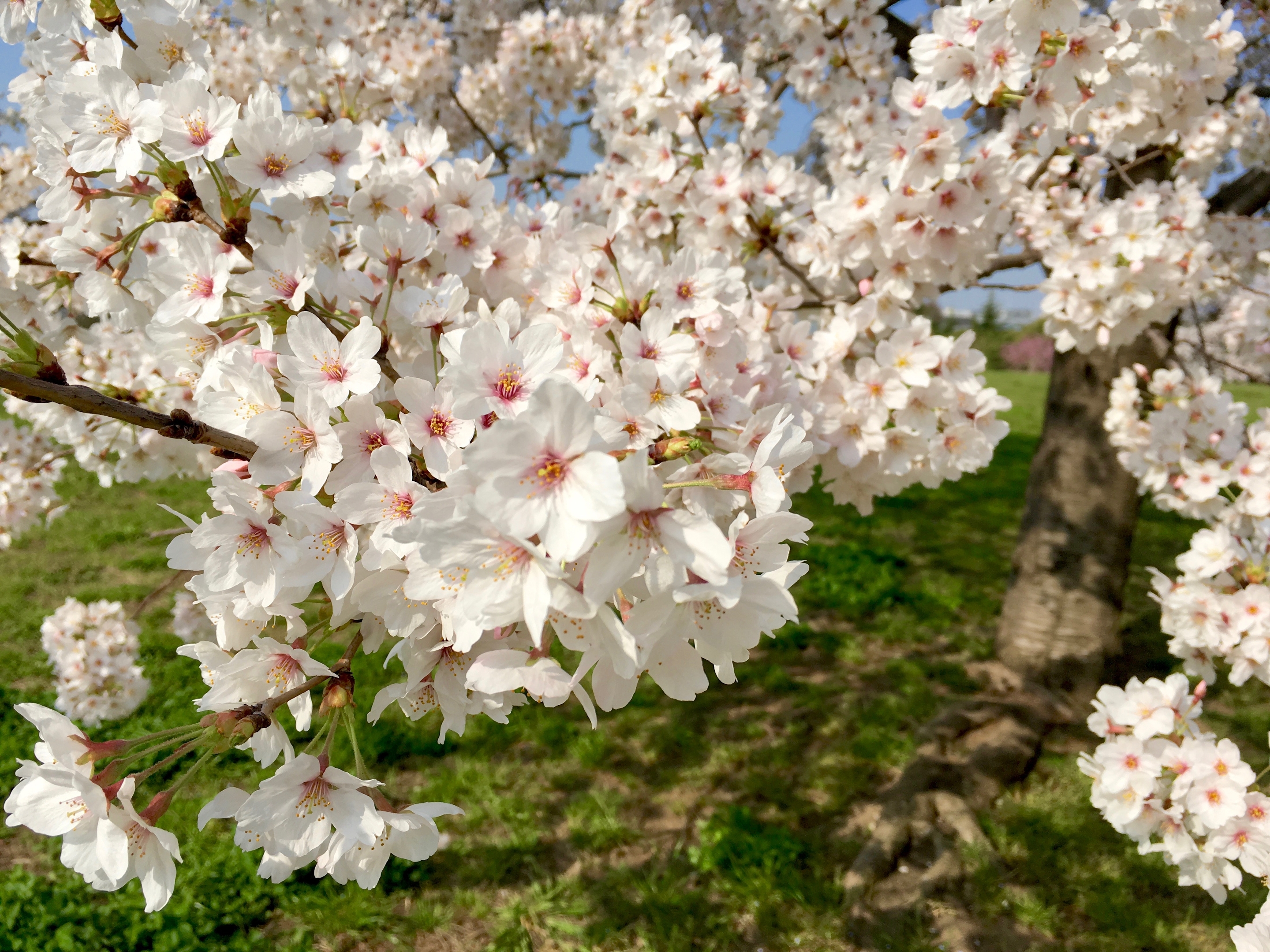 桜