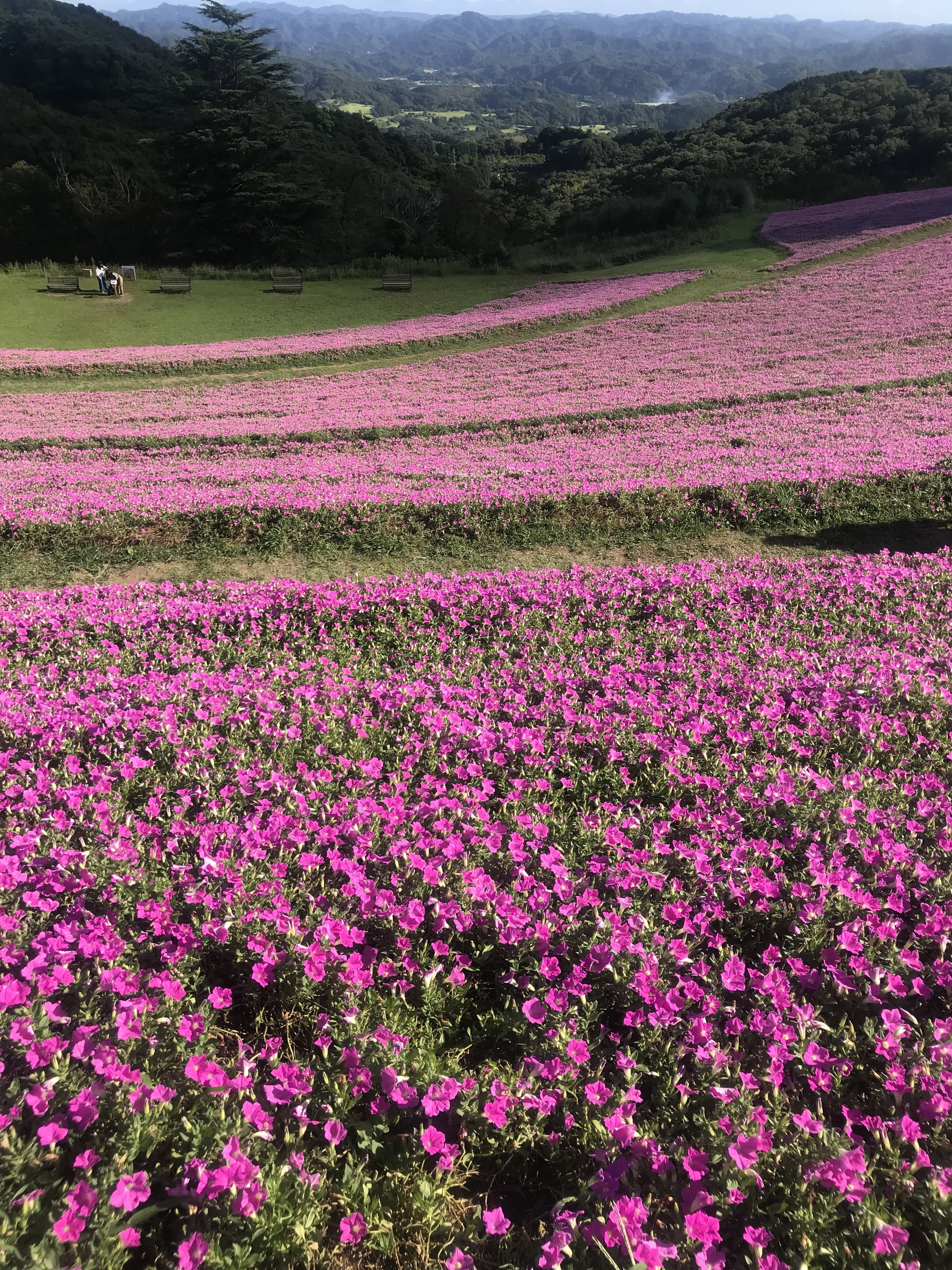 小森